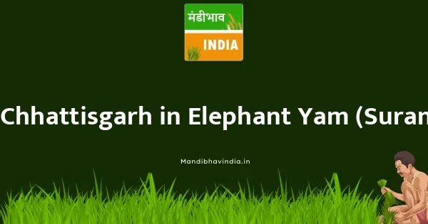 Elephant Yam (Suran) भाव